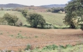 In Vendita Rustico / Casale a Campagnatico
