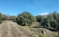 Terreno in Vendita a Santa Maria di Licodia