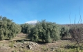 Vendesi a Santa Maria di Licodia Terreno 