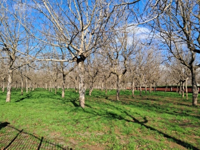 immagine annuncio 5 di 9