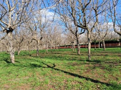 immagine annuncio 3 di 9