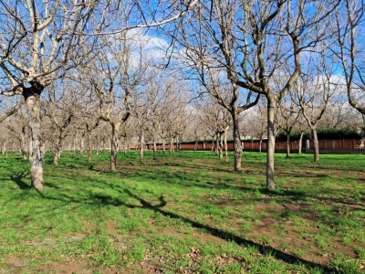 immagine annuncio 2 di 9