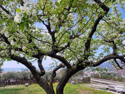 immagine annuncio 6 di 9