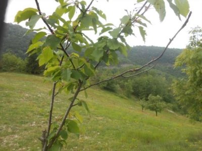 immagine annuncio 2 di 9