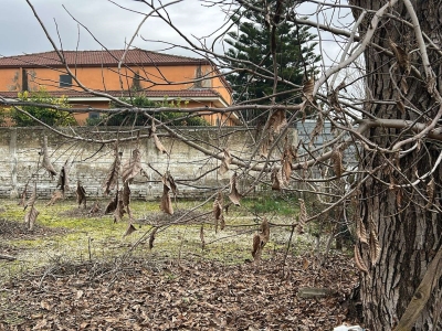 immagine annuncio 4 di 9