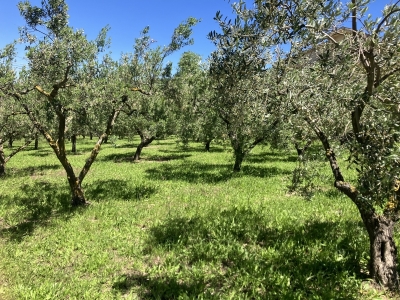 immagine annuncio 6 di 9