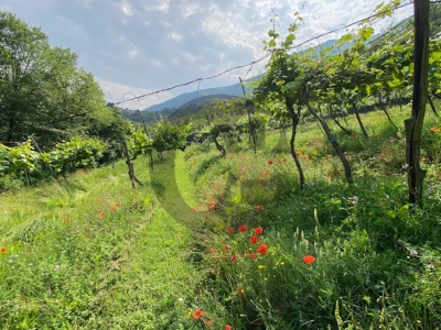 immagine annuncio 3 di 9