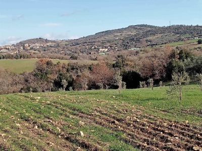 immagine annuncio 7 di 8