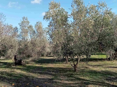 immagine annuncio 1 di 8