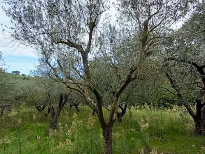 immagine annuncio 8 di 9