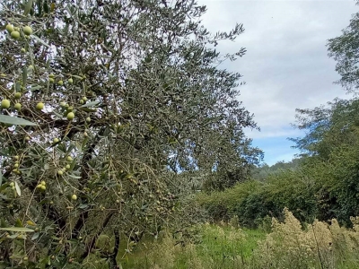 immagine annuncio 4 di 9
