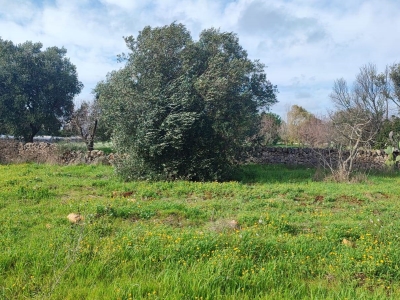 immagine annuncio 2 di 7
