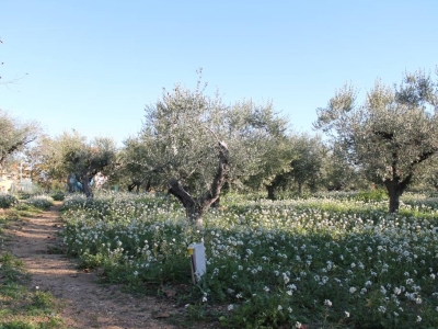 immagine annuncio 5 di 6