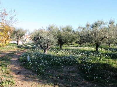 immagine annuncio 2 di 6