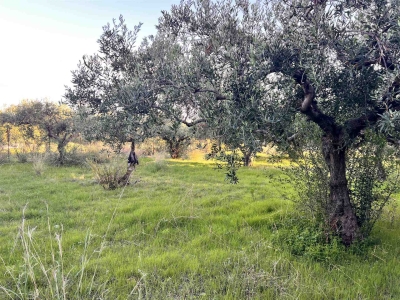 immagine annuncio 6 di 9