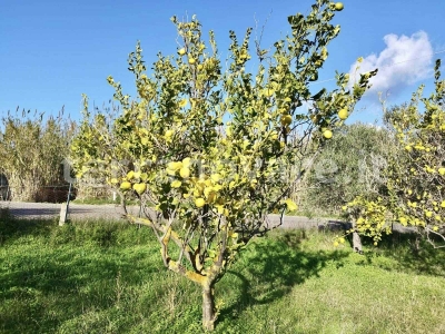 immagine annuncio 5 di 9