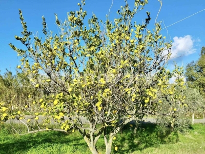 immagine annuncio 6 di 9