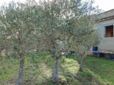 immagine annuncio 1 di 9