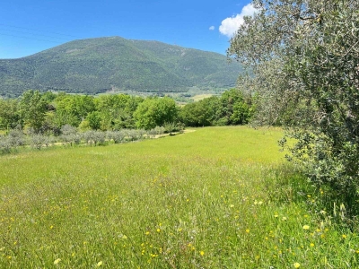 immagine annuncio 3 di 6