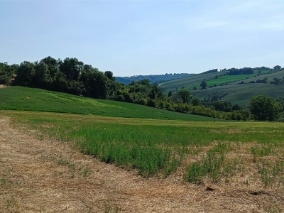 immagine annuncio 4 di 9