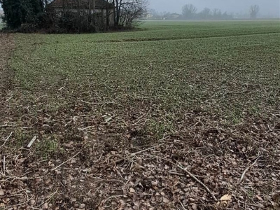 immagine annuncio 4 di 7