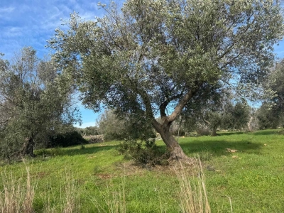 immagine annuncio 7 di 9