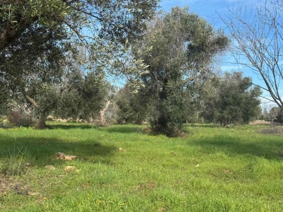 immagine annuncio 8 di 9