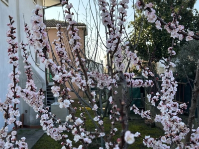 immagine annuncio 2 di 9