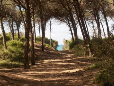 immagine annuncio 7 di 8