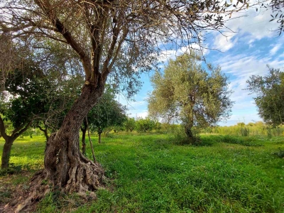 immagine annuncio 4 di 9
