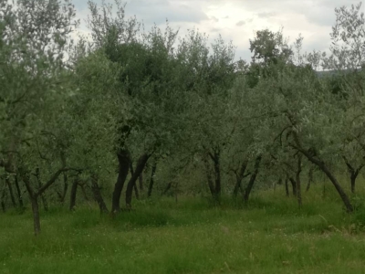 immagine annuncio 7 di 9