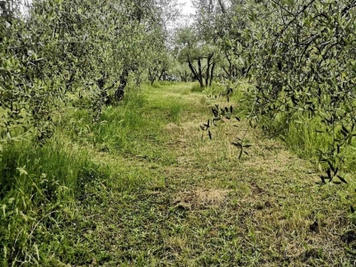 immagine annuncio 2 di 9