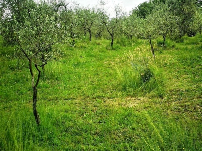 immagine annuncio 1 di 9