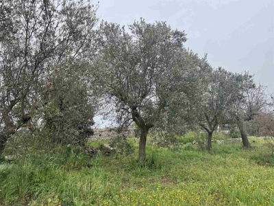 immagine annuncio 6 di 9