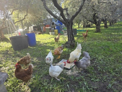 immagine annuncio 4 di 5