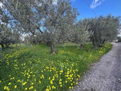immagine annuncio 4 di 9