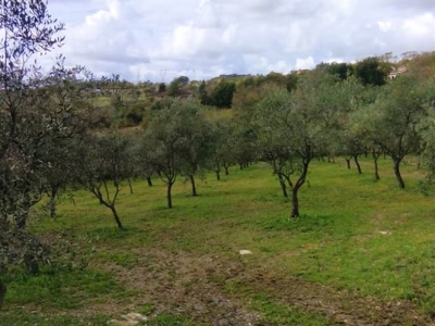 immagine annuncio 4 di 9