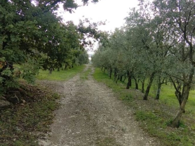 immagine annuncio 1 di 9