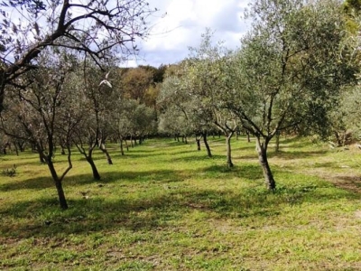 immagine annuncio 2 di 9