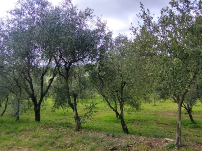 immagine annuncio 6 di 9