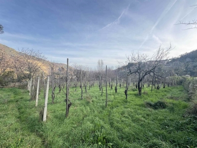 immagine annuncio 7 di 9