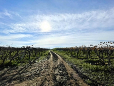 immagine annuncio 4 di 9