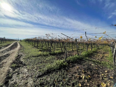 immagine annuncio 8 di 9