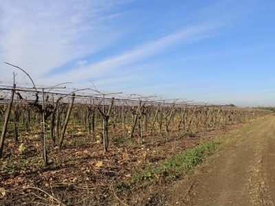 immagine annuncio 7 di 9