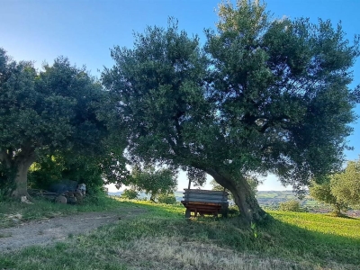 immagine annuncio 6 di 9