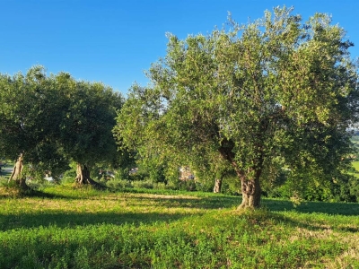immagine annuncio 1 di 9
