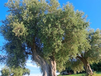 immagine annuncio 4 di 9
