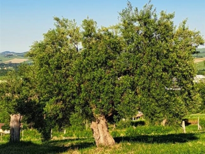 immagine annuncio 5 di 9