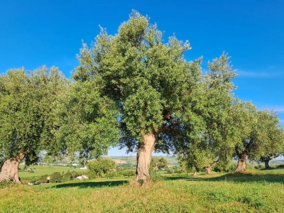 immagine annuncio 1 di 9