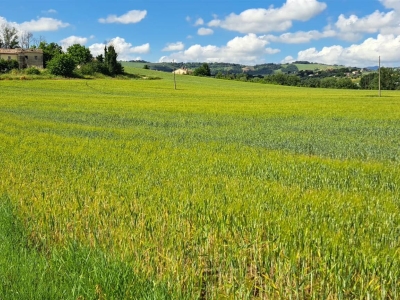 immagine annuncio 6 di 8
